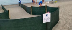 Caretta Calabria Conservation: nei giorni scorsi la prima schiusa del 2016 item-thumbnail