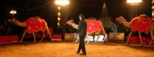 Uomo accoltellato e ucciso, arrestato Alex Orfei item-thumbnail