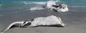 Quando a Caulonia arrivò la balena… item-thumbnail