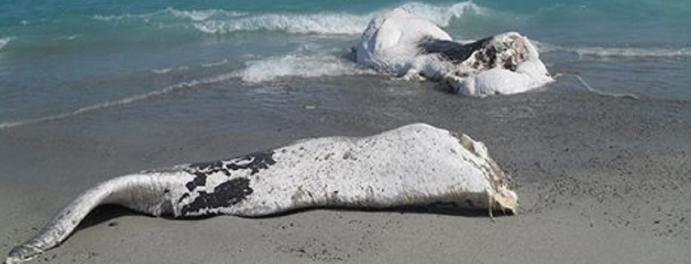 Quando a Caulonia arrivò la balena…