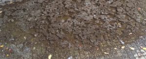 PCI Reggio Calabria: grave stato abbandono p.zza Fontana e Parco Ravagnese item-thumbnail