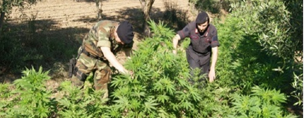 Sequestrata vasta piantagione di marijuana a Laureana di Borrello