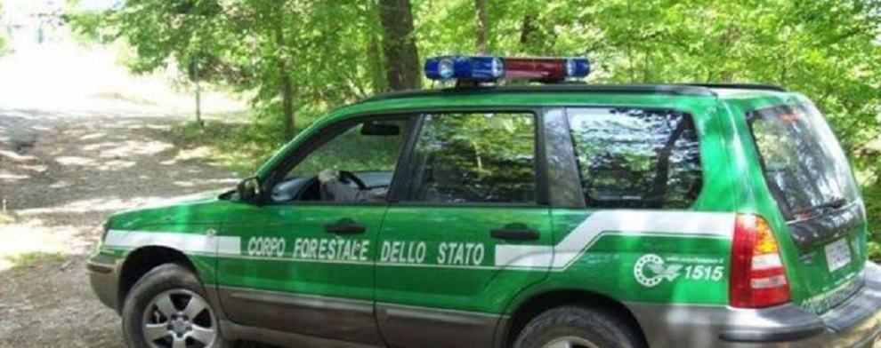 Sorpreso ad appiccare incendio, arrestato