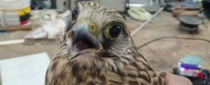Falco gheppio ferito da cacciatori item-thumbnail