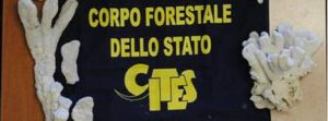 Vendita abusiva coralli, sequestrati item-thumbnail