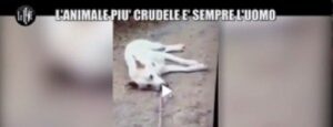 Giustizia fatta per Angelo: I 4 ragazzi che a Sangineto uccisero il cane saranno processati item-thumbnail