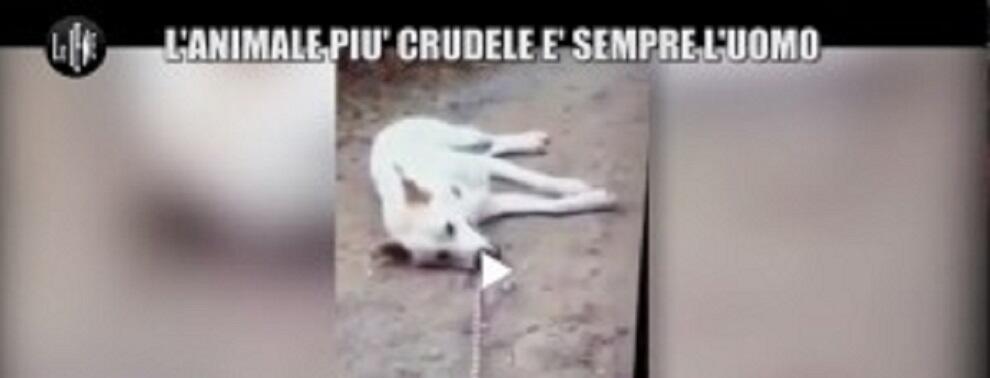 Cane brutalmente ucciso in Calabria, “Le Iene” provano a intervistare gli esecutori del gesto ma vengono minacciati [VIDEO]