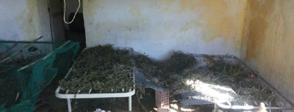 Caulonia: sequestrati 11 chili di marijuana