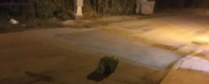 Caulonia: Segnalazione di un lettore item-thumbnail