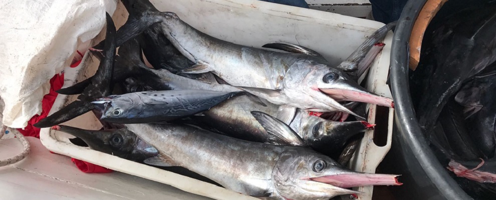 Roccella Jonica: Guardia Costiera sequestra 100kg pesce spada