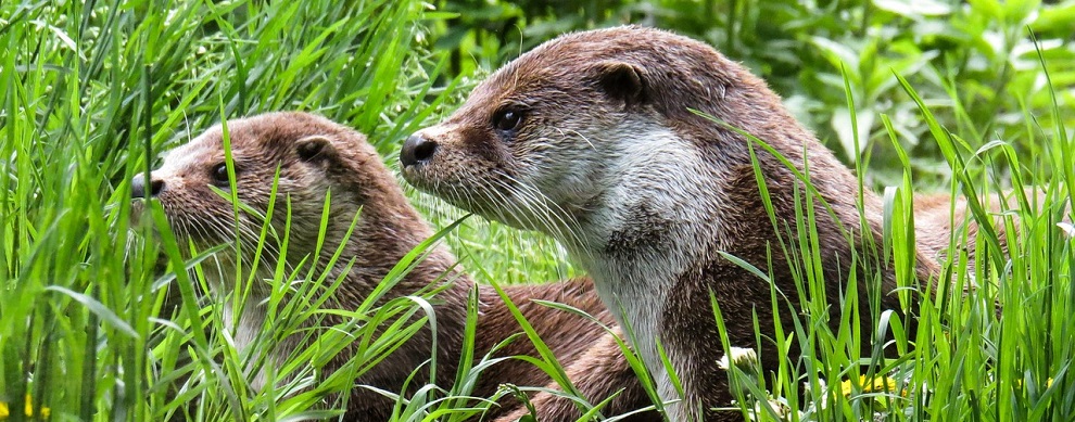 Lontra trovata morta, investita da auto. Mammifero a rischio estinzione in Calabria