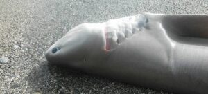 Marina di Gioiosa: Spiaggiato un pesce vacca item-thumbnail