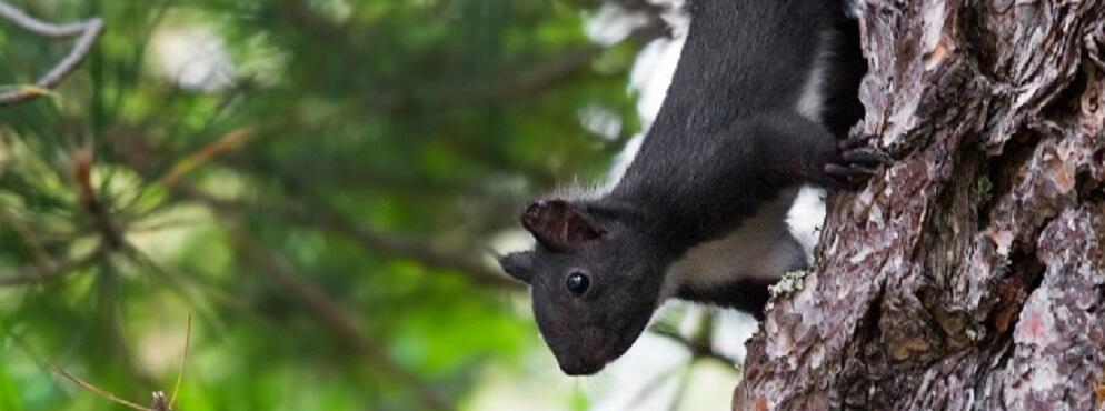 Calabria, Scoiattolo nero. Scoperta nuova specie endemica