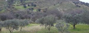 Gerace (Rc): presentato da Nova Agorà il P.G.O.L. item-thumbnail