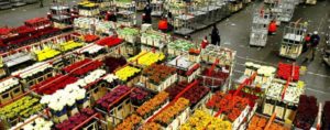 Coca e tulipani, così la ‘ndrangheta usa i fiori per il traffico di droga item-thumbnail