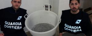 Roccella Ionica: Sequestratati 55 kg di novellame item-thumbnail