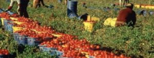 Gli agricoltori di Sos Rosarno sfidano la ’ndrangheta e aiutano i curdi di Kobane item-thumbnail