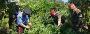 Rinvenuta una maxi piantagione di canapa item-thumbnail