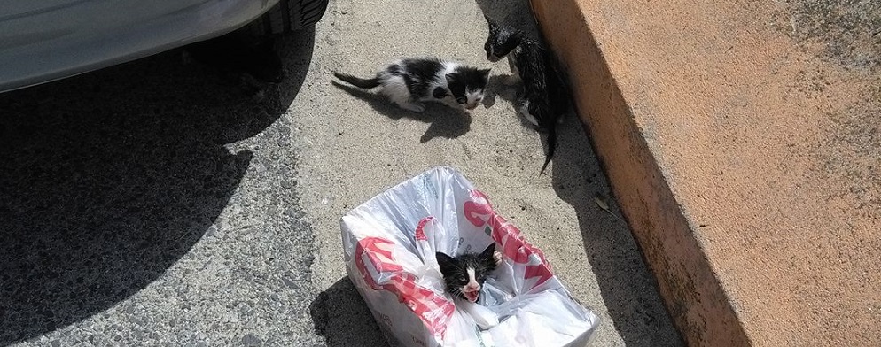 Il lettore segnala: gattini abbandonati a Caulonia