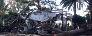 Reggio Calabria: Crolla un altro grosso albero, distrutto il Gazebo di “Sottozero” item-thumbnail