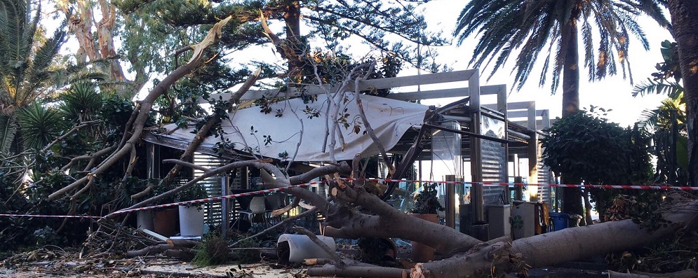 Reggio Calabria: Crolla un altro grosso albero, distrutto il Gazebo di “Sottozero”