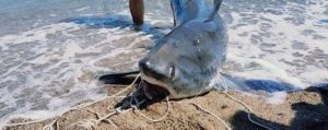Crotone, pescato squalo volpe di 200 kg item-thumbnail