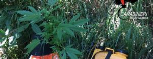 Rinvenuta piantagione di cannabis indica a S. Eufemia D’Aspromonte item-thumbnail