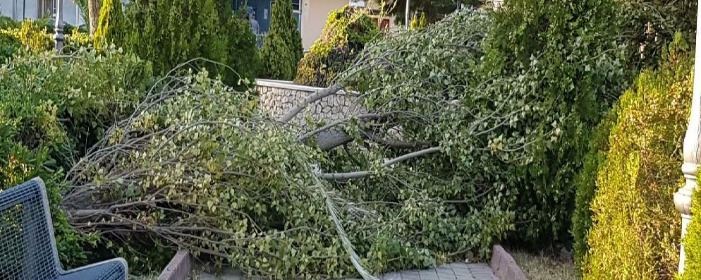 Albero caduto nel parco giochi di Caulonia marina