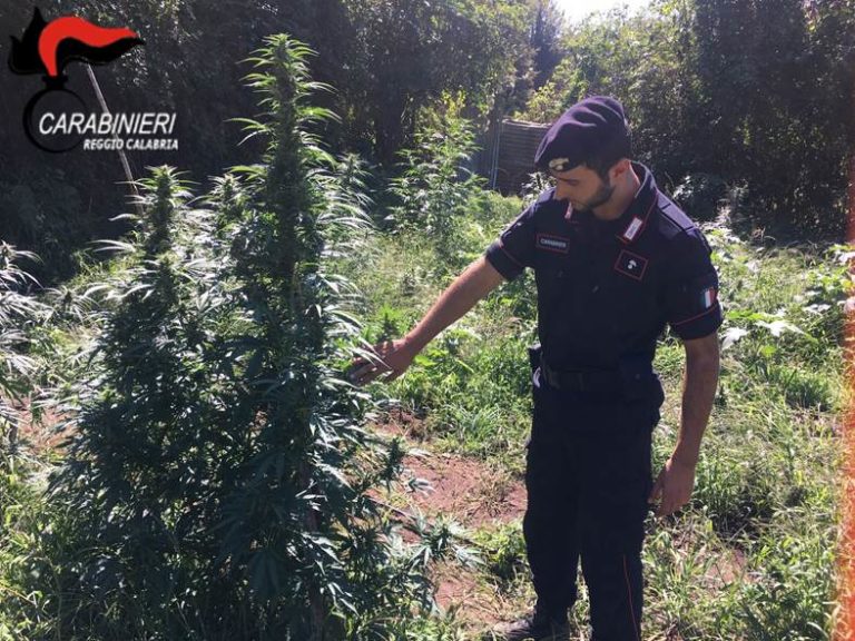 San Pietro di Caridà Rinvenuta una piantagione Ciavula