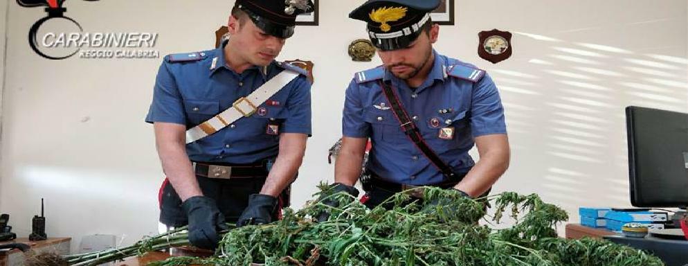 Rinvenuta  piantagione di marijuana a Cosoleto, arrestate 3 persone