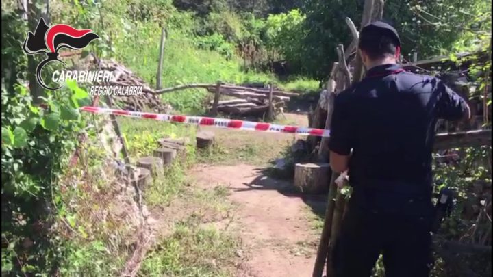 San Pietro di Caridà Rinvenuta una piantagione Ciavula