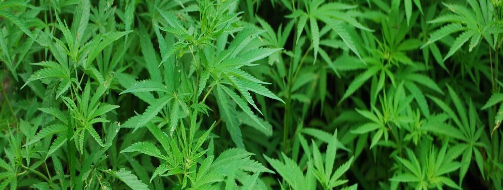 Arrestati due fratelli per spaccio di marijuana