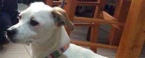 Smarrita cagnolina a Roccella Ionica. Ricompensa per chi la ritrova item-thumbnail