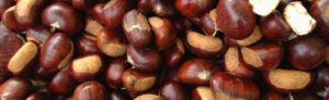 Tutto pronto per la Sagra della Castagna di Martone item-thumbnail