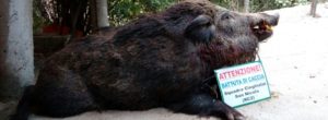A San Nicola di Caulonia abbattuto enorme cinghiale da 180 kg item-thumbnail
