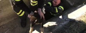 Cagnolino finisce in un pozzo, salvato dai vigili del fuoco item-thumbnail