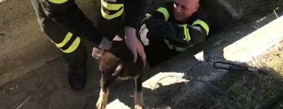 Cagnolino finisce in un pozzo, salvato dai vigili del fuoco