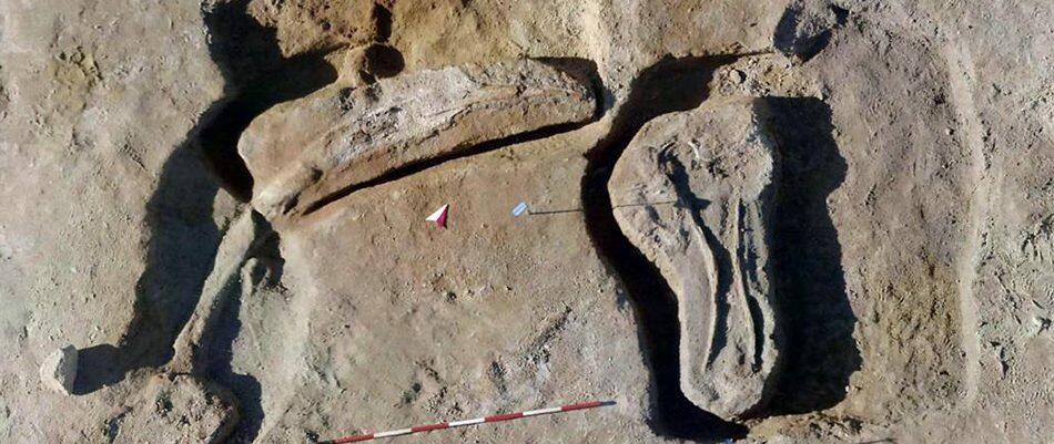 Ritrovato antico fossile di elefante preistorico nel parco della Sila