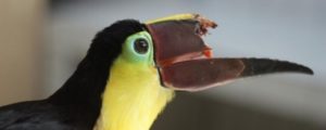 Il Direttore di Ciavula dalla Costa Rica racconta la storia del tucano Grecia item-thumbnail