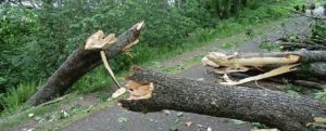 Vento forte, crollano alberi. Problemi alla viabilità item-thumbnail