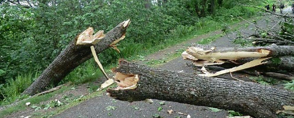 Vento forte, crollano alberi. Problemi alla viabilità
