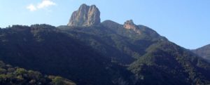 Parco dell’Aspromonte eccellenza biogeografica in Italia. 25 alberi monumentali presenti item-thumbnail