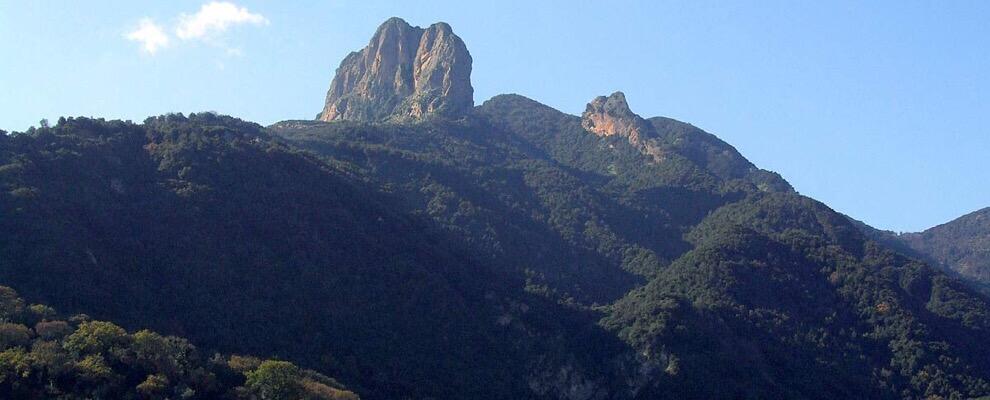 Parco dell’Aspromonte eccellenza biogeografica in Italia. 25 alberi monumentali presenti