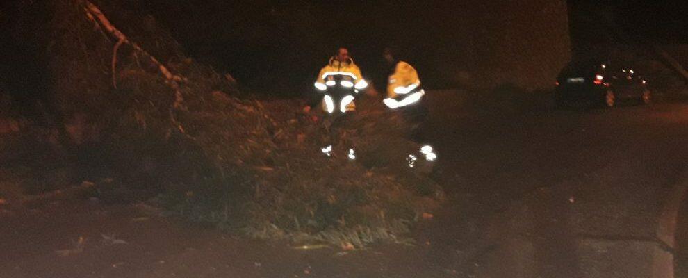 Albero abbattuto dal vento a Caulonia Superiore, tempestivo l’intervento della Protezione civile