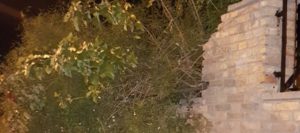 Albero abbattuto dal vento distrugge recinzione scuola di Caulonia Marina item-thumbnail