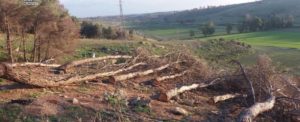 Sorpreso ad abbattere alberi in una pineta, scatta la denuncia item-thumbnail