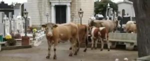 Bovini vaganti, continuano i controlli tra Cittanova e Molochio item-thumbnail