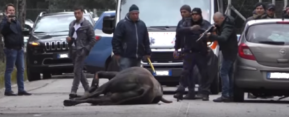 Vacche sacre: toro abbattuto in strada dopo aver causato un incidente