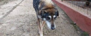 Addio a Shira, la lupa del Pollino più vecchia d’Italia item-thumbnail