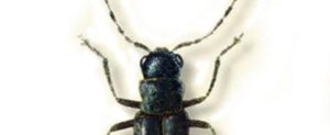 Scoperta una nuova specie di insetto in Aspromonte item-thumbnail